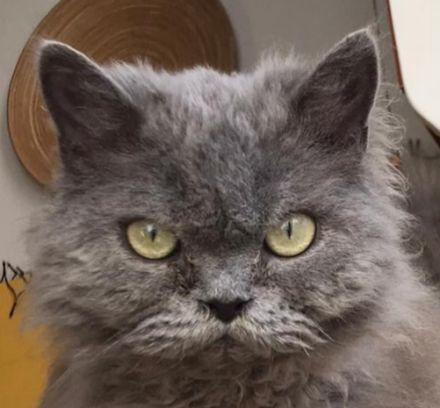 Selkirk Rex Katzen abzugeben