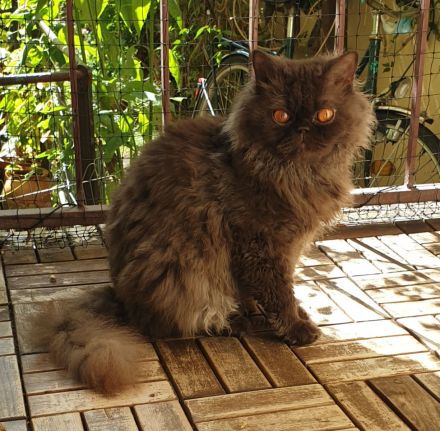Selkirk Rex Katzen abzugeben