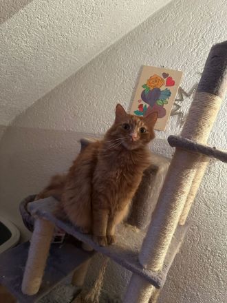 Main Coon Mix Kater