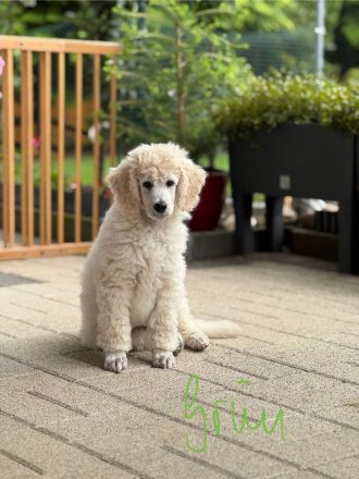 Weiße reinrassige Königspudel