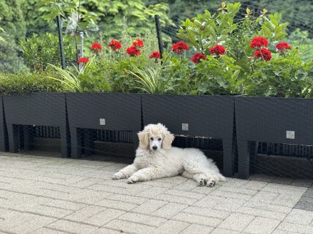 Weiße reinrassige Königspudel