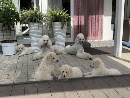 Weiße reinrassige Königspudel