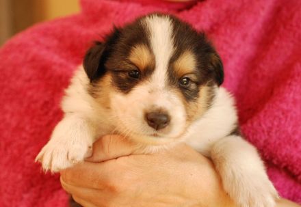 Fox Lions Amerikanische Collies - mehrere Welpen erwartet