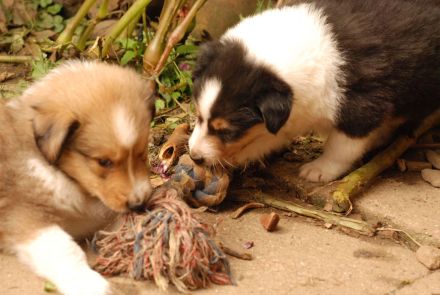 Fox Lions Amerikanische Collies - mehrere Welpen erwartet