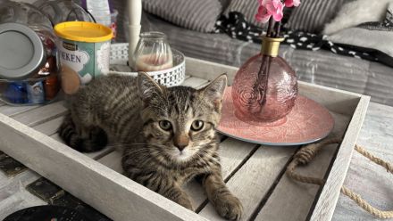 BKH Kitten Brüderpaar 300€ für beide