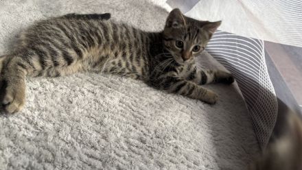 BKH Kitten Brüderpaar 300€ für beide