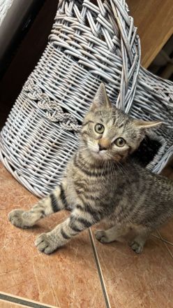 BKH Kitten Brüderpaar 300€ für beide