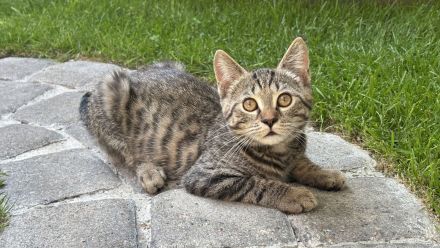 BKH Kitten Brüderpaar 300€ für beide