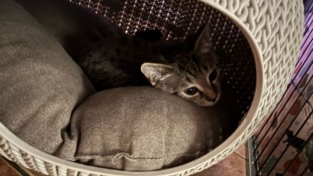 BKH Kitten Brüderpaar 300€ für beide