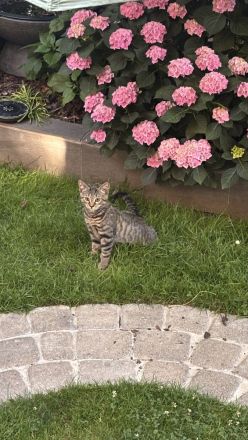 BKH Kitten Brüderpaar 300€ für beide