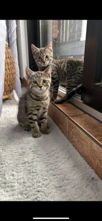 BKH Kitten Brüderpaar 300€ für beide