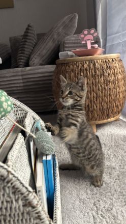 BKH Kitten Brüderpaar 300€ für beide