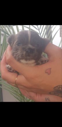 Wunderschöne seltene blue und schwarz Apfelkopf Chihuahua