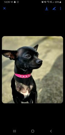 Wunderschöne seltene blue und schwarz Apfelkopf Chihuahua