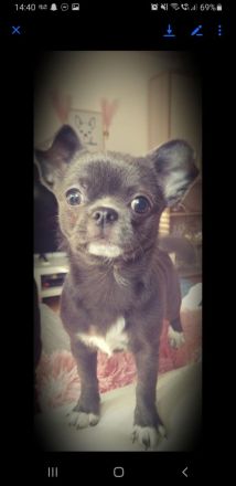 Wunderschöne seltene blue und schwarz Apfelkopf Chihuahua