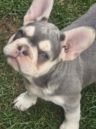 Französische Bulldoggen