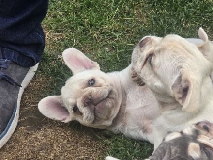 Französische Bulldoggen