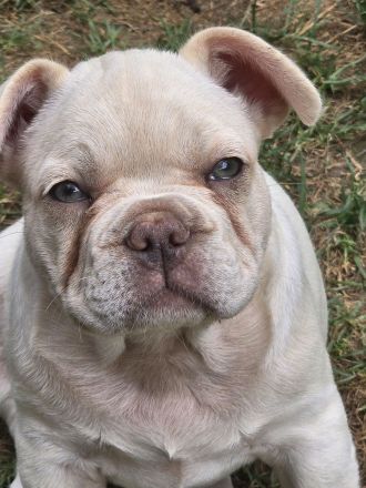 Französische Bulldoggen