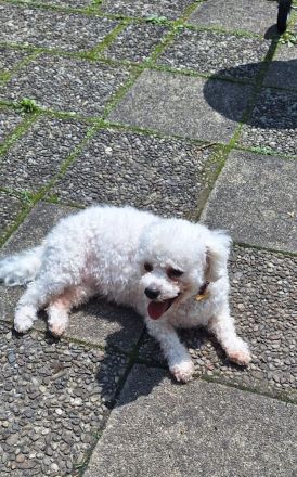 Bichon Frise Hündin 2 Jahre alt mit Stammbaum