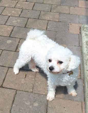Bichon Frise Hündin 2 Jahre alt mit Stammbaum