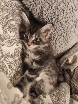 Zuckersüße Babykatzen Main Coon💞