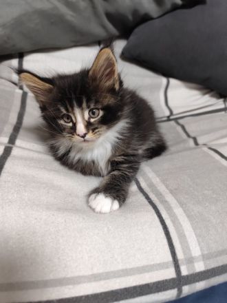 Zuckersüße Babykatzen Main Coon💞