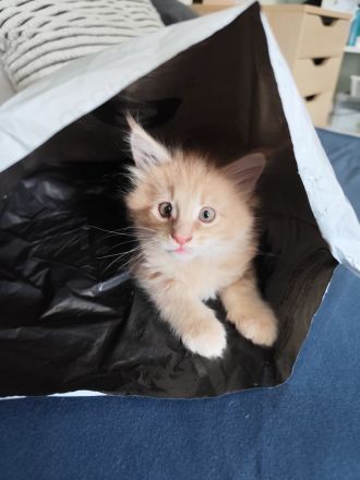 Zuckersüße Babykatzen Main Coon💞