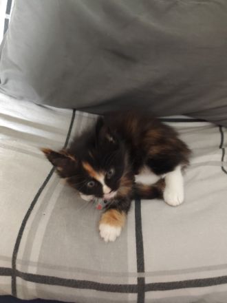 Zuckersüße Babykatzen Main Coon💞