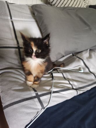 Zuckersüße Babykatzen Main Coon💞