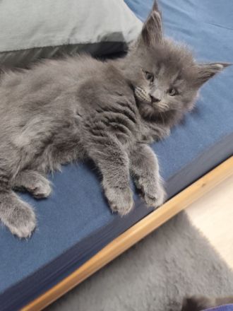 Zuckersüße Babykatzen Main Coon💞