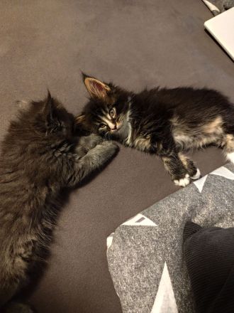 Zuckersüße Babykatzen Main Coon💞