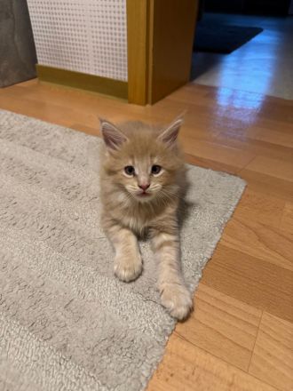 Zuckersüße Babykatzen Main Coon💞