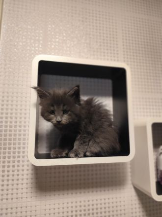 Zuckersüße Babykatzen Main Coon💞