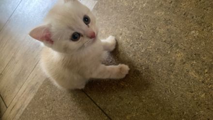 Britisch kurz haar kitten 1 monat alt