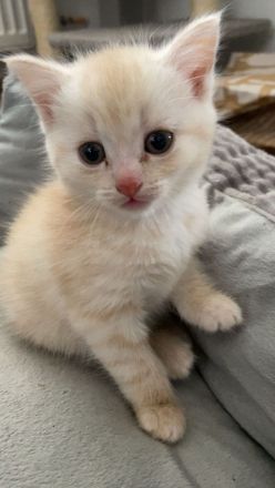 Britisch kurz haar kitten 1 monat alt