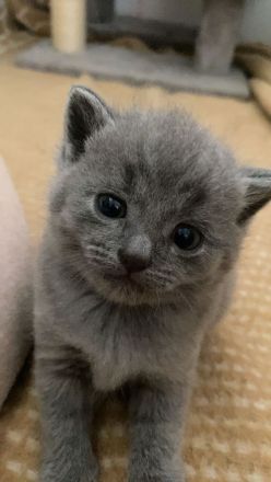 Britisch kurz haar kitten 1 monat alt