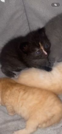 Britisch kurz haar kitten 1 monat alt