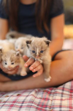 🐾 Ragdoll-Kätzchen zu verkaufen – Sanft, wundervoll und bereit für ein neues Zuhause! 🐾