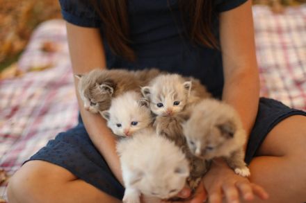 🐾 Ragdoll-Kätzchen zu verkaufen – Sanft, wundervoll und bereit für ein neues Zuhause! 🐾