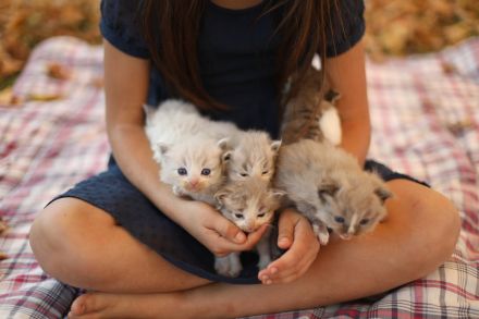 🐾 Ragdoll-Kätzchen zu verkaufen – Sanft, wundervoll und bereit für ein neues Zuhause! 🐾