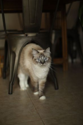 🐾 Ragdoll-Kätzchen zu verkaufen – Sanft, wundervoll und bereit für ein neues Zuhause! 🐾