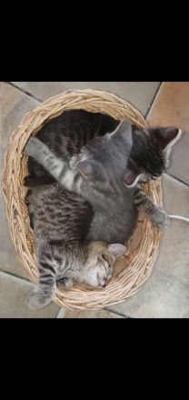 Zuckersüße Sibirische Waldkatzen Mischlinge abzugeben