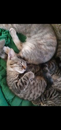 Zuckersüße Sibirische Waldkatzen Mischlinge abzugeben