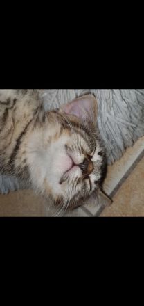 Zuckersüße Sibirische Waldkatzen Mischlinge abzugeben