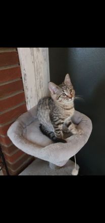 Zuckersüße Sibirische Waldkatzen Mischlinge abzugeben