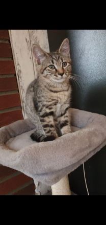 Zuckersüße Sibirische Waldkatzen Mischlinge abzugeben