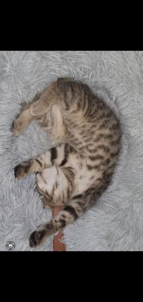 Zuckersüße Sibirische Waldkatzen Mischlinge abzugeben