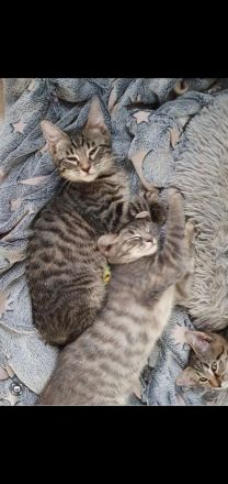 Zuckersüße Sibirische Waldkatzen Mischlinge abzugeben