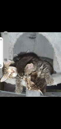 Zuckersüße Sibirische Waldkatzen Mischlinge abzugeben