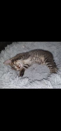 Zuckersüße Sibirische Waldkatzen Mischlinge abzugeben